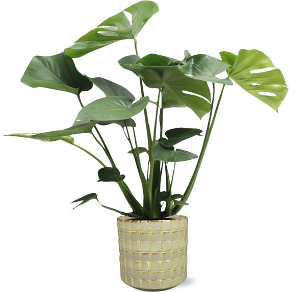 Monstera Deliciosa – Ø17cm – ↕60cm + Stian Pot D18x17cm – Grün