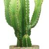 Euphorbia Acrurensis – Ø24cm – ↕90cm + Stian Pot D25x22cm – Grün