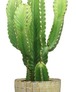 Euphorbia Acrurensis – Ø24cm – ↕90cm + Stian Pot D25x22cm – Grün