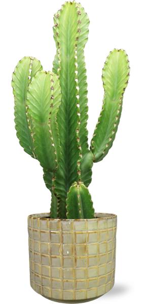 Euphorbia Acrurensis – Ø24cm – ↕90cm + Stian Pot D25x22cm – Grün