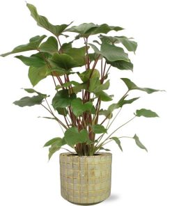 Homalomena Rubescens Maggy – Ø24cm – ↕90cm + Stian Pot D25x22cm – Grün