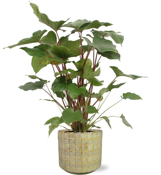 Homalomena Rubescens Maggy – Ø24cm – ↕90cm + Stian Pot D25x22cm – Grün