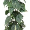 Philodendron Scandens Brasil – Ø24cm – ↕120cm + Stian Pot D25x22cm – Grün