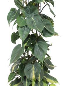 Philodendron Scandens Brasil – Ø24cm – ↕120cm + Stian Pot D25x22cm – Grün