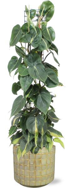 Philodendron Scandens Brasil – Ø24cm – ↕120cm + Stian Pot D25x22cm – Grün