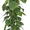 Philodendron Scandens – Ø24cm – ↕120cm + Stian Pot D25x22cm – Grün