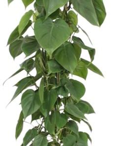 Philodendron Scandens – Ø24cm – ↕120cm + Stian Pot D25x22cm – Grün