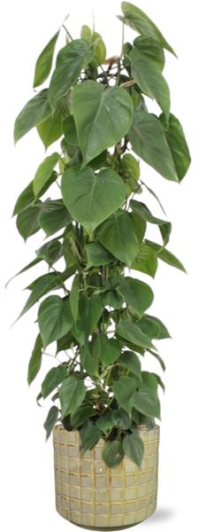 Philodendron Scandens – Ø24cm – ↕120cm + Stian Pot D25x22cm – Grün