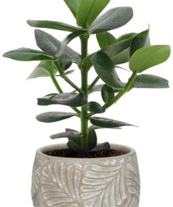 Clusia Rosea Princess – Ø12cm – ↕15cm + Stone Leaf Bolpot D12/13,5x11cm – Grau