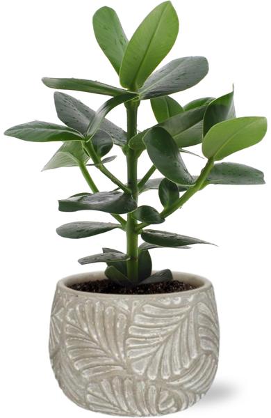 Clusia Rosea Princess – Ø12cm – ↕15cm + Stone Leaf Bolpot D12/13,5x11cm – Grau