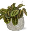 Maranta Fascinator – Ø12cm – ↕20cm + Stone Leaf Bolpot D12/13,5x11cm – Grau