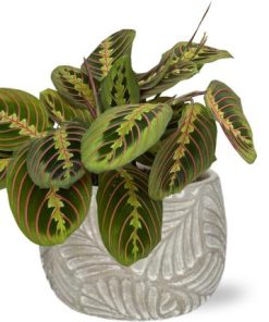 Maranta Fascinator – Ø12cm – ↕20cm + Stone Leaf Bolpot D12/13,5x11cm – Grau