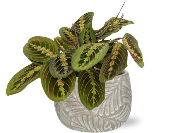 Maranta Fascinator – Ø12cm – ↕20cm + Stone Leaf Bolpot D12/13,5x11cm – Grau