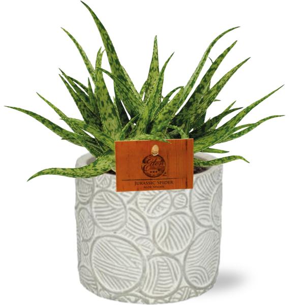 Aloe Spider – Ø10,5cm – ↕15cm + Stone Pot Circles D12x10cm – Weiß