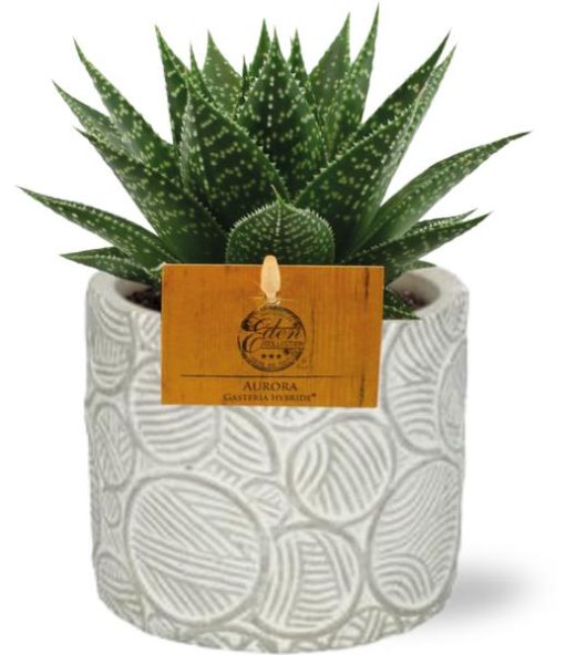 Gasteria Hybride Aurora - Ø11cm - ↕15cm + Stone Pot Circles D12x10cm - Weiß