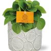 Peperomia Rana Verde – Ø11cm – ↕15cm + Stone Pot Circles D12x10cm – Weiß