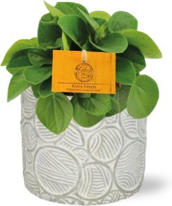 Peperomia Rana Verde – Ø11cm – ↕15cm + Stone Pot Circles D12x10cm – Weiß