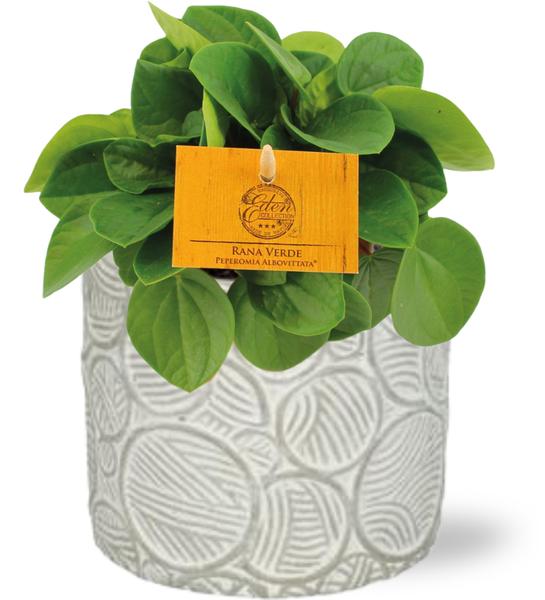 Peperomia Rana Verde – Ø11cm – ↕15cm + Stone Pot Circles D12x10cm – Weiß