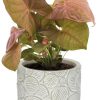 Syngonium Neon – Ø12cm – ↕25cm + Stone Pot Circles D13x11,5cm – Weiß