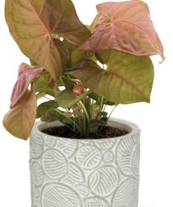 Syngonium Neon – Ø12cm – ↕25cm + Stone Pot Circles D13x11,5cm – Weiß