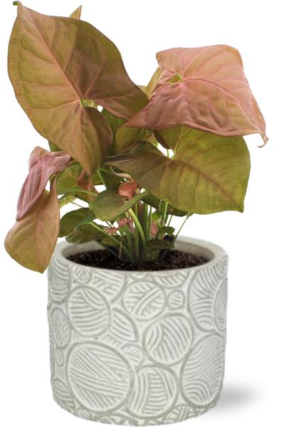 Syngonium Neon – Ø12cm – ↕25cm + Stone Pot Circles D13x11,5cm – Weiß