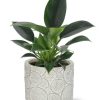 Philodendron Green Princess – Ø12cm – ↕25cm + Stone Pot Circles D13x11,5cm – Weiß