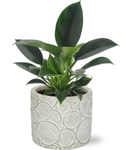 Philodendron Green Princess – Ø12cm – ↕25cm + Stone Pot Circles D13x11,5cm – Weiß