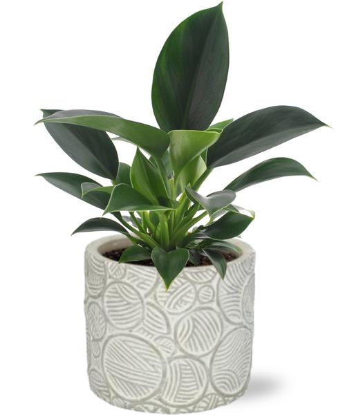 Philodendron Green Princess – Ø12cm – ↕25cm + Stone Pot Circles D13x11,5cm – Weiß