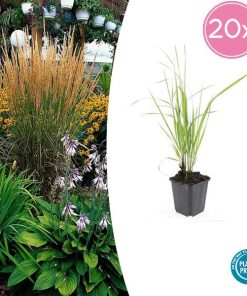 Calamagrostis acut. ‚Karl Foerster‘ – ↕10-25cm – Ø9cm – 20x