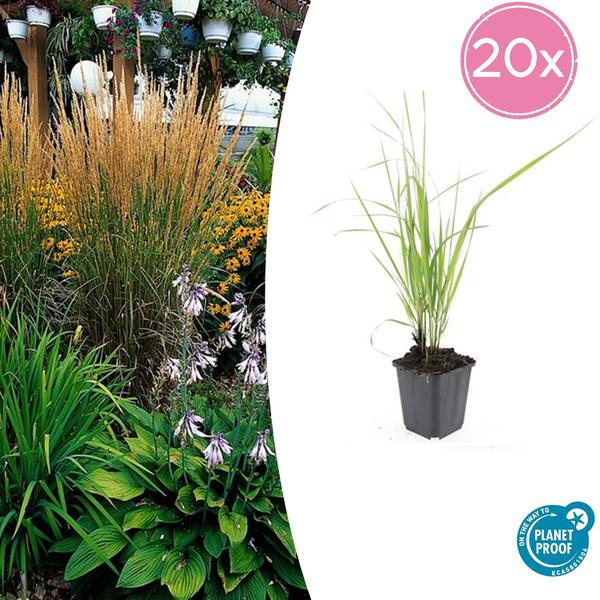 Calamagrostis acut. ‚Karl Foerster‘ – ↕10-25cm – Ø9cm – 20x