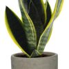 Sansevieria Futura Superba – Ø12cm – ↕30cm + Stone Rond D13,5x13cm – Grau