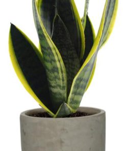 Sansevieria Futura Superba – Ø12cm – ↕30cm + Stone Rond D13,5x13cm – Grau