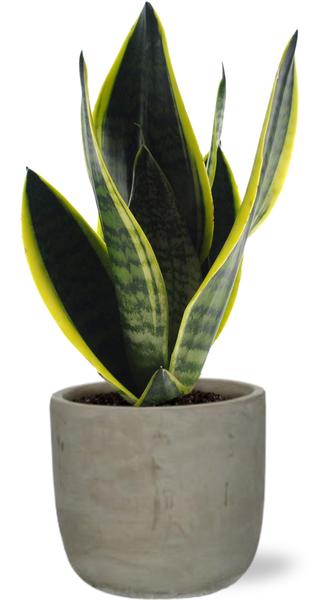 Sansevieria Futura Superba – Ø12cm – ↕30cm + Stone Rond D13,5x13cm – Grau