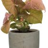 Syngonium Neon – Ø12cm – ↕25cm + Stone Rond D13,5x13cm – Grau