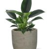 Philodendron Green Princess – Ø12cm – ↕25cm + Stone Rond D13,5x13cm – Grau