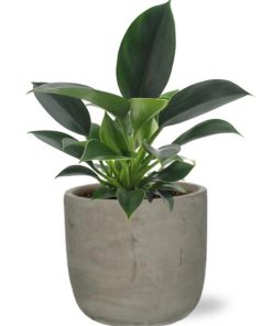 Philodendron Green Princess – Ø12cm – ↕25cm + Stone Rond D13,5x13cm – Grau