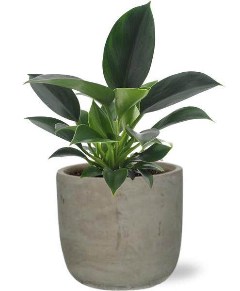 Philodendron Green Princess – Ø12cm – ↕25cm + Stone Rond D13,5x13cm – Grau