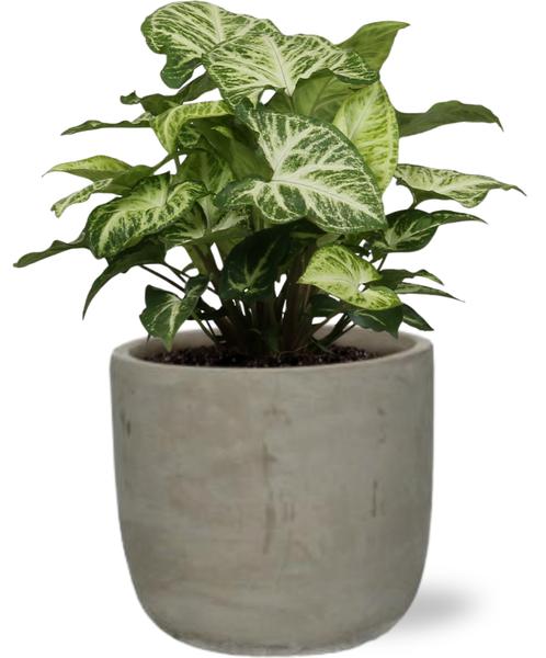 Syngonium Arrow – Ø12cm – ↕25cm + Stone Rond D13,5x13cm – Grau