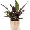 Calathea Insignis – Ø12cm – ↕50cm + Terni Pot D13,5x13cm – Rosa
