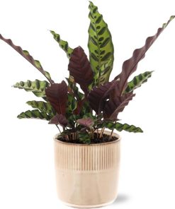 Calathea Insignis – Ø12cm – ↕50cm + Terni Pot D13,5x13cm – Rosa