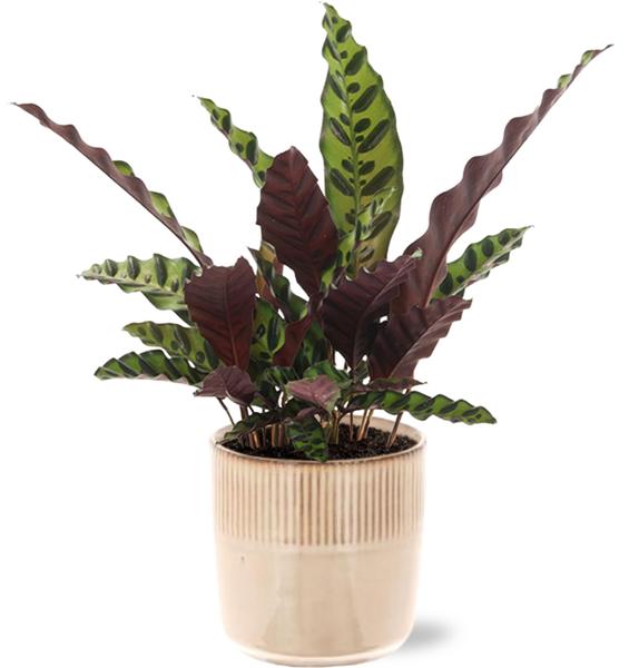 Calathea Insignis – Ø12cm – ↕50cm + Terni Pot D13,5x13cm – Rosa