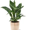 Spathiphyllum Diamond – Ø12cm – ↕40cm + Terni Pot D13,5x13cm – Rosa