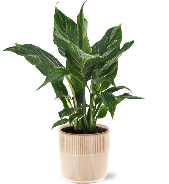 Spathiphyllum Diamond – Ø12cm – ↕40cm + Terni Pot D13,5x13cm – Rosa