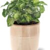 Syngonium Pixie – Ø12cm – ↕20cm + Terni Pot D13,5x13cm – Rosa