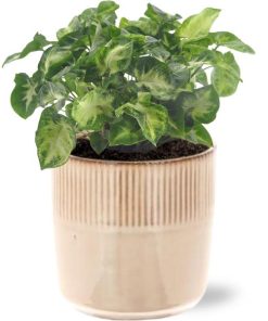 Syngonium Pixie – Ø12cm – ↕20cm + Terni Pot D13,5x13cm – Rosa