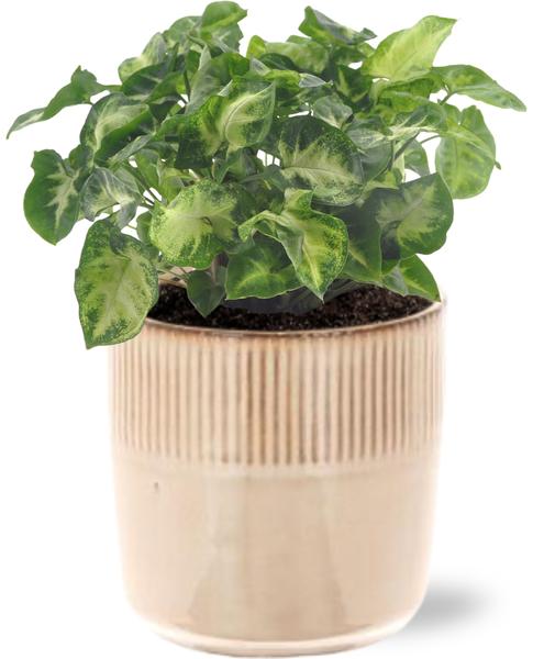 Syngonium Pixie – Ø12cm – ↕20cm + Terni Pot D13,5x13cm – Rosa