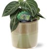 Peperomia Sarcophylla – Ø15cm – ↕25cm + Terni Pot D16,5x15cm – Grün