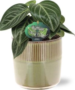 Peperomia Sarcophylla – Ø15cm – ↕25cm + Terni Pot D16,5x15cm – Grün