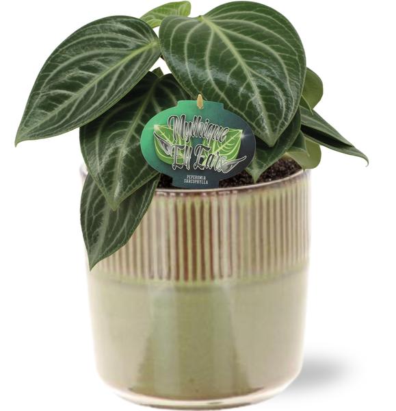 Peperomia Sarcophylla – Ø15cm – ↕25cm + Terni Pot D16,5x15cm – Grün