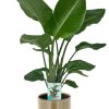 Strelitzia Nicolai – Ø19cm – ↕90cm + Terni Pot D20x20cm – Grün